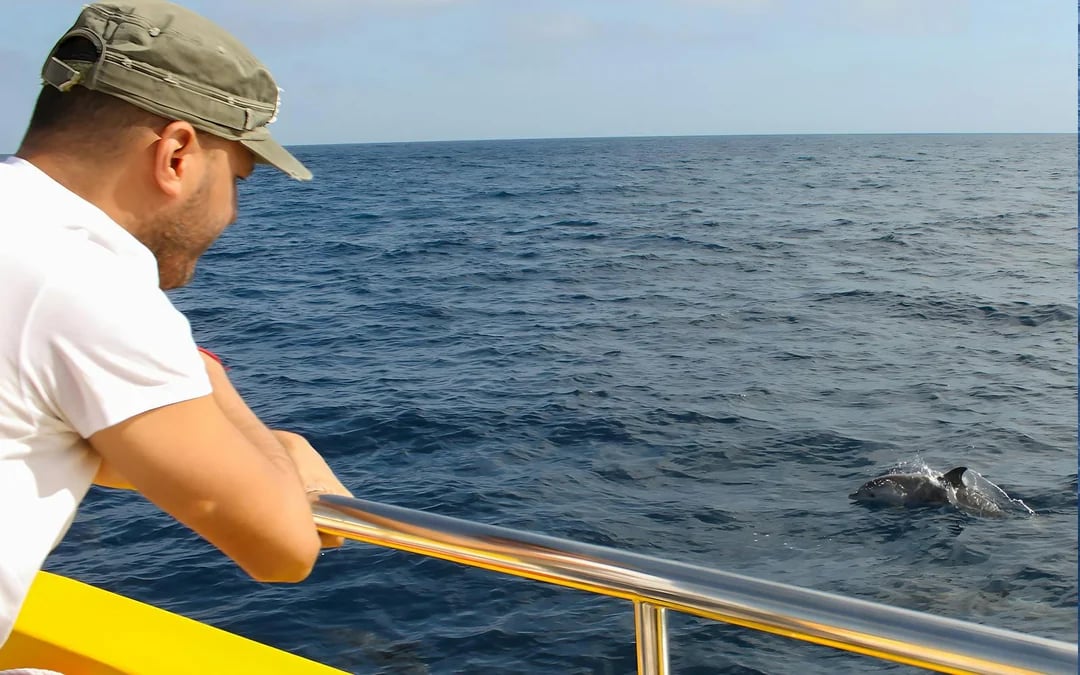 Speedboat Whale & Dolphin Watching Cruise Image 7