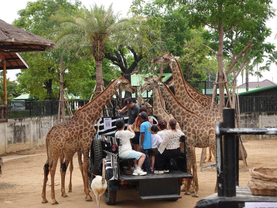 Thailand | Sriayuthaya Lion Park Ayutthaya Zoo | Tickets & Jeep Giraffe Photo Experience