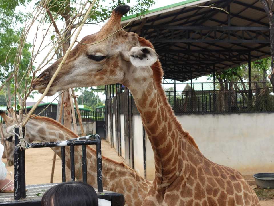 Thailand | Sriayuthaya Lion Park Ayutthaya Zoo | Tickets & Jeep Giraffe Photo Experience