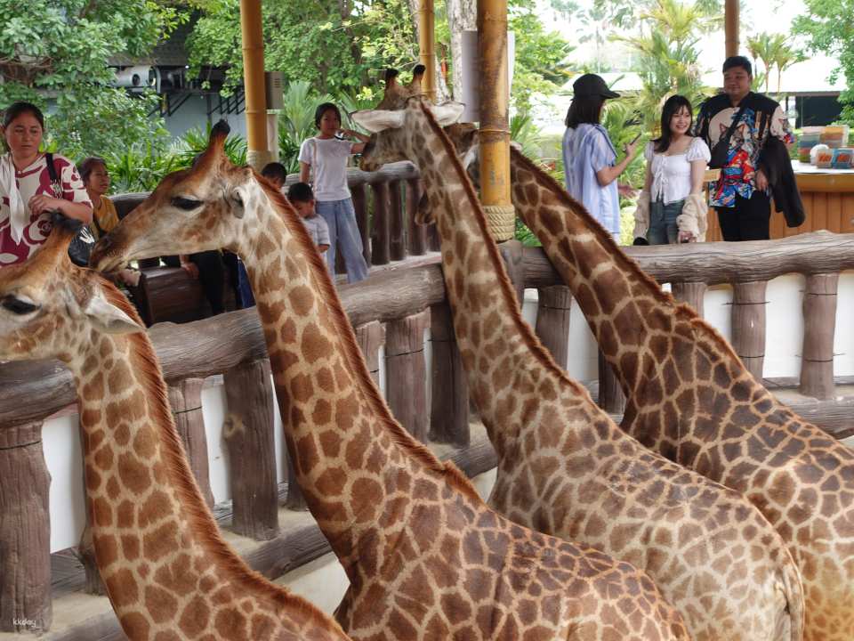 Thailand | Sriayuthaya Lion Park Ayutthaya Zoo | Tickets & Jeep Giraffe Photo Experience