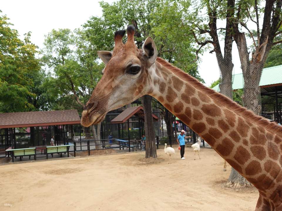 Thailand | Sriayuthaya Lion Park Ayutthaya Zoo | Tickets & Jeep Giraffe Photo Experience