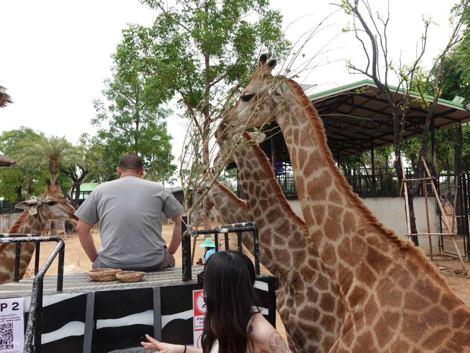 Thailand | Sriayuthaya Lion Park Ayutthaya Zoo | Tickets & Jeep Giraffe Photo Experience