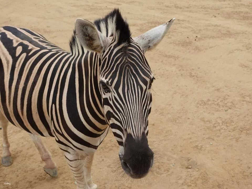 Thailand | Sriayuthaya Lion Park Ayutthaya Zoo | Tickets & Jeep Giraffe Photo Experience
