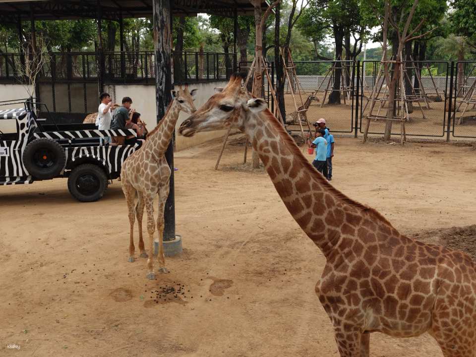 Thailand | Sriayuthaya Lion Park Ayutthaya Zoo | Tickets & Jeep Giraffe Photo Experience