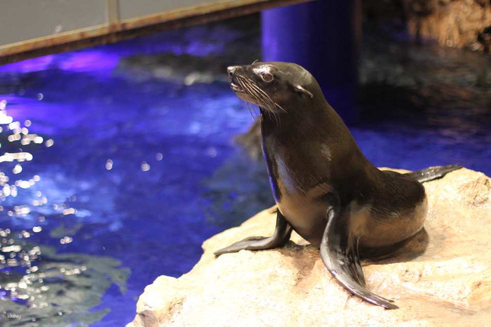 Sumida Aquarium Tickets in Tokyo, Japan