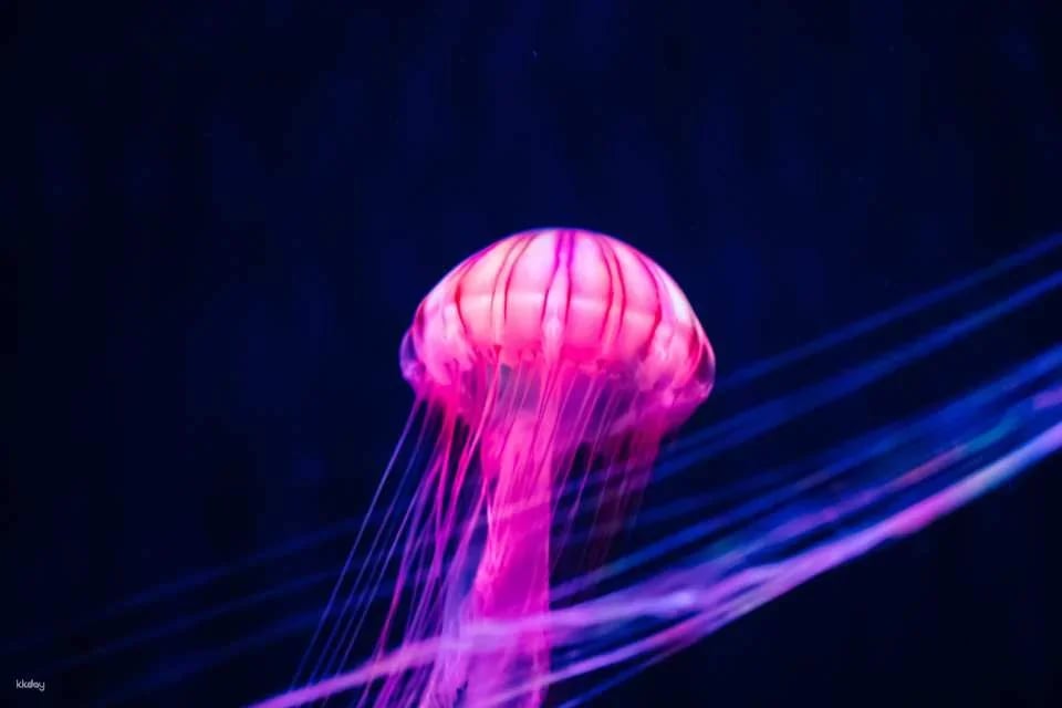 Sumida Aquarium Tickets in Tokyo, Japan