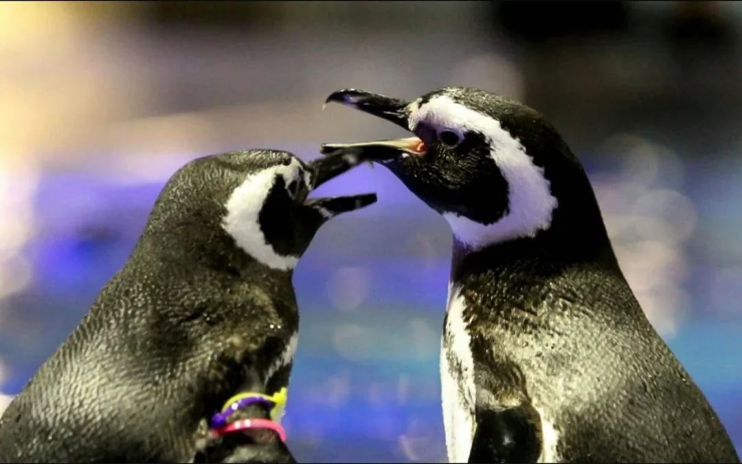 Sumida Aquarium Tickets Image 3