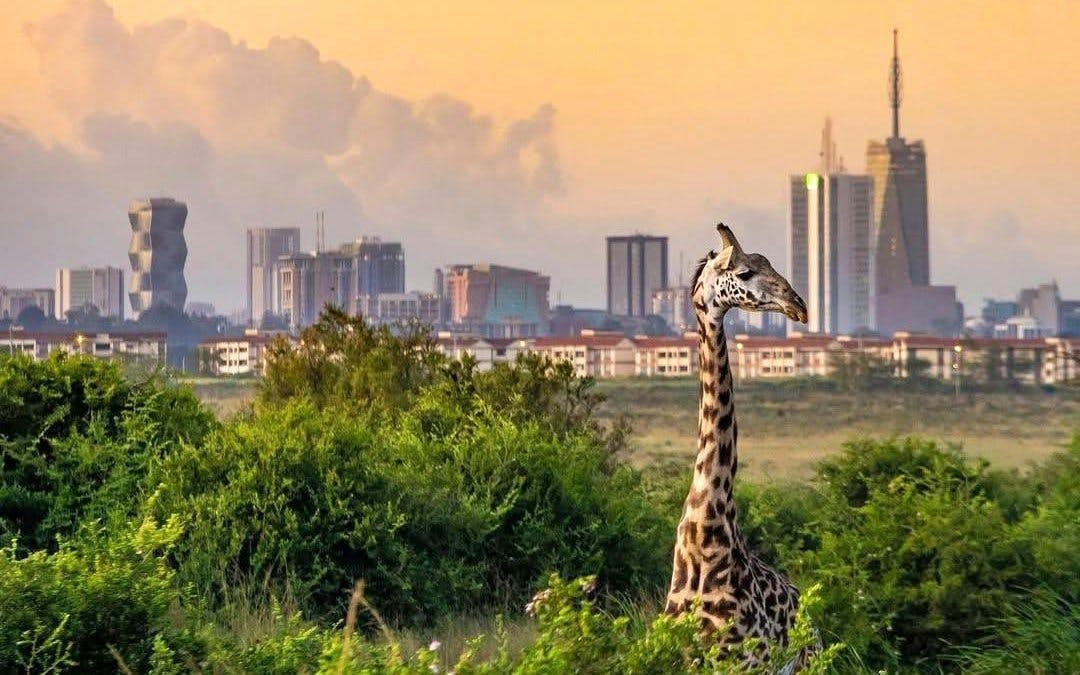 Sunrise Half-Day Nairobi National Park Game Drive Safari with Hotel Transfers Image 2