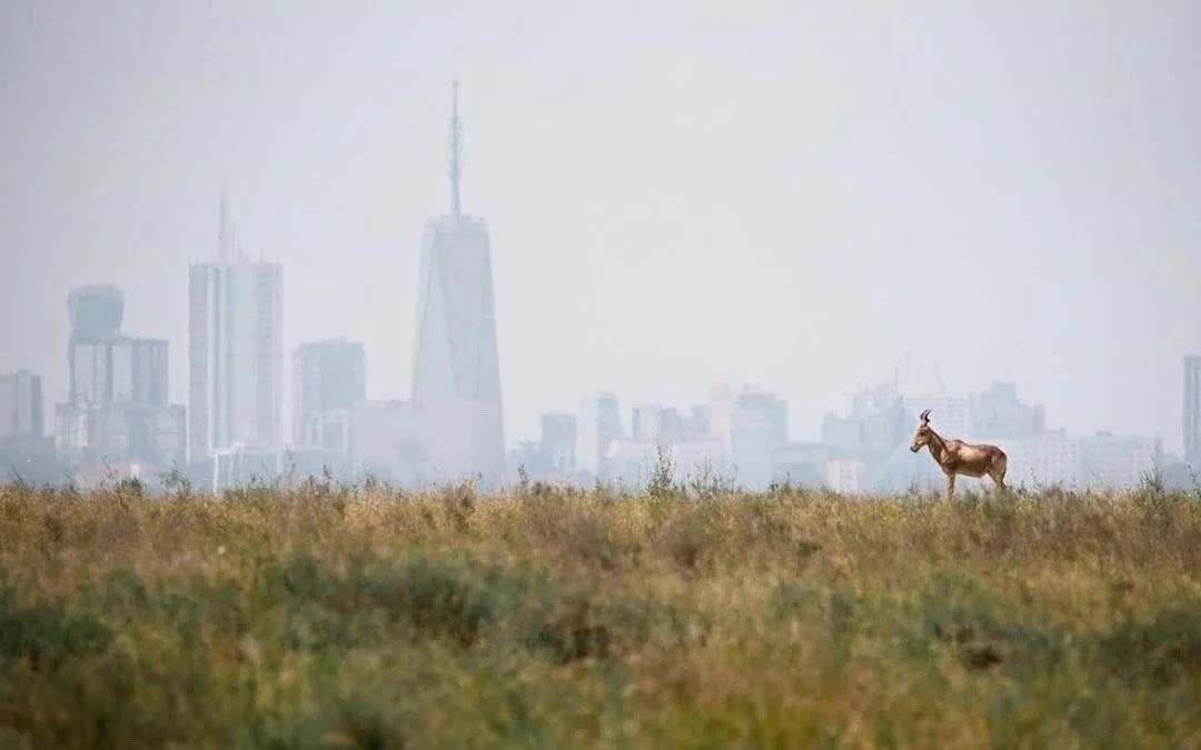 Sunrise Half-Day Nairobi National Park Game Drive Safari with Hotel Transfers Image 5