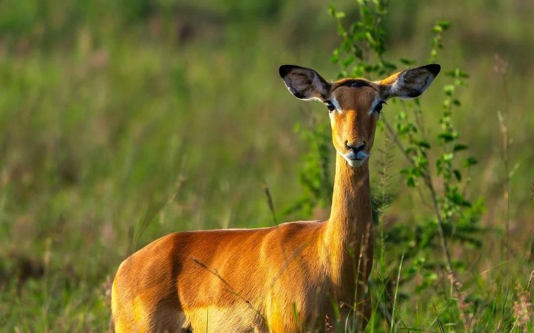 Sunrise Half-Day Nairobi National Park Game Drive Safari with Hotel Transfers Image 6