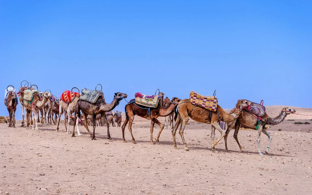 Sunset Desert Tour with Quad Bike, Camel Ride, Dinner Show & Transfers Image 4