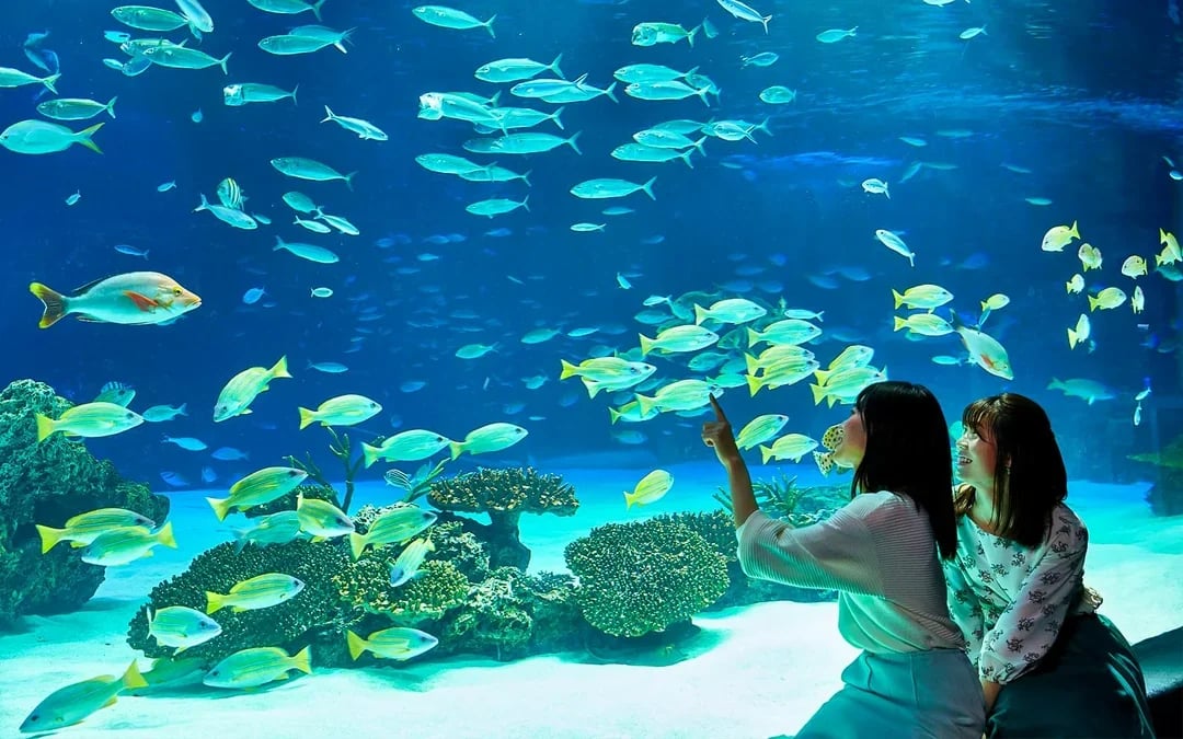 Sunshine Aquarium Tickets Image 2