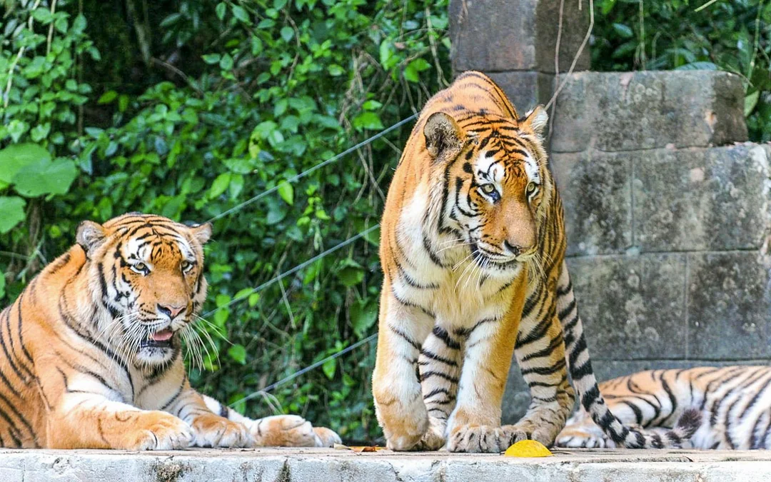 Sunway Lost World of Tambun Tickets Image 5