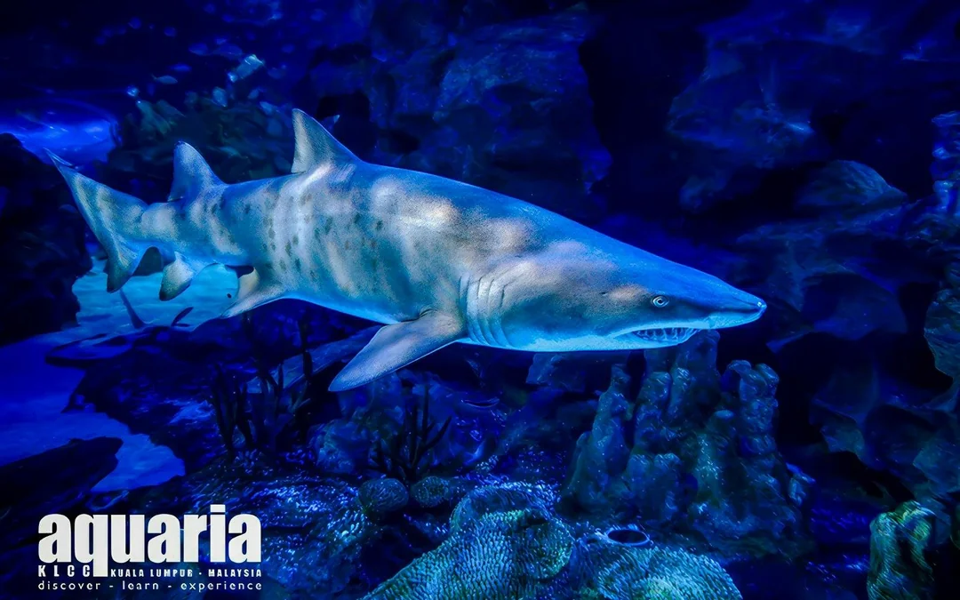 Super Saver Combo: Aquaria KLCC + Berjaya Times Square Theme Park Image 1