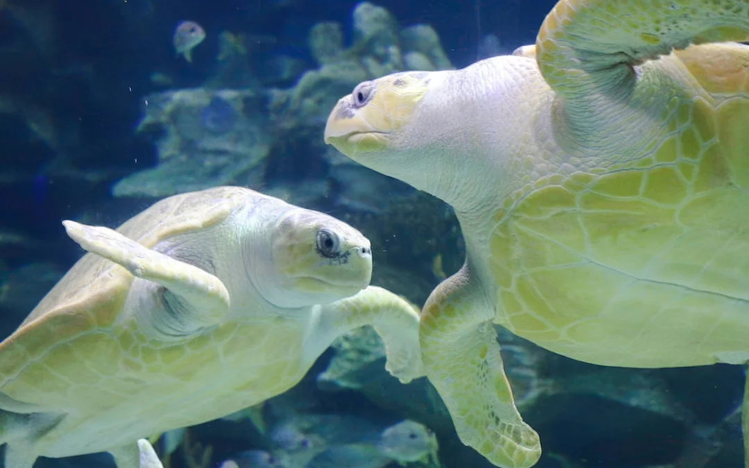 Super Saver Combo: Aquaria KLCC + Berjaya Times Square Theme Park Image 2