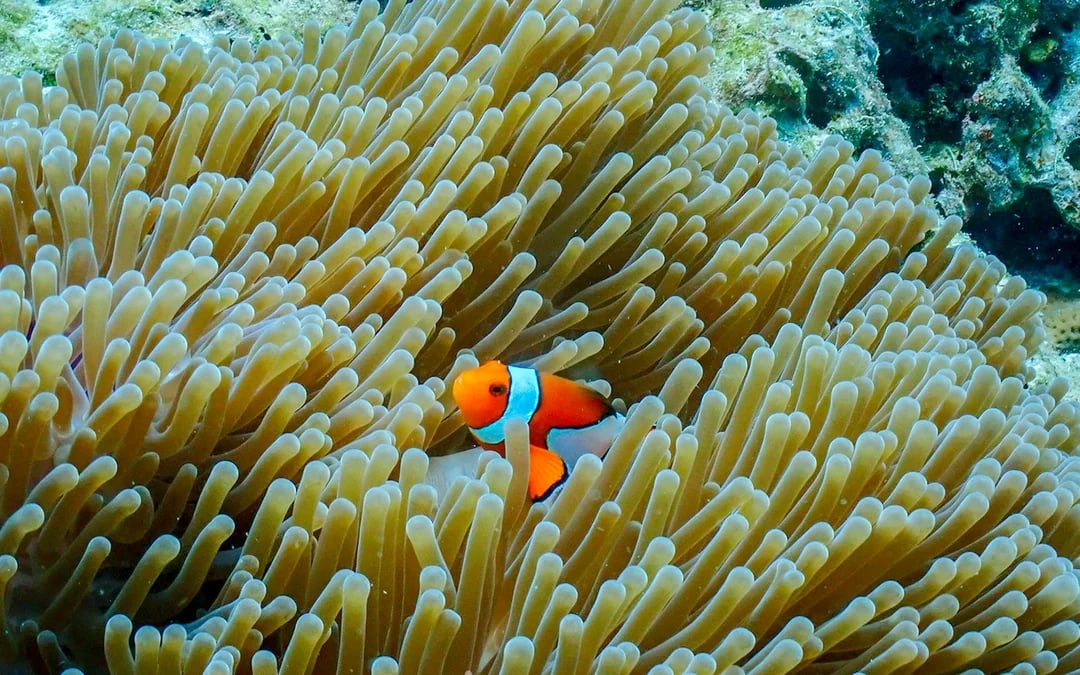 Surin Islands & Moken Village Snorkeling Day Tour From Phuket or Khao Lak Image 1