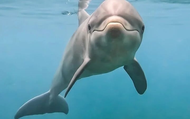Swim with Dolphins Experience with Hotel Transfers in Sharm El Sheikh Image 1