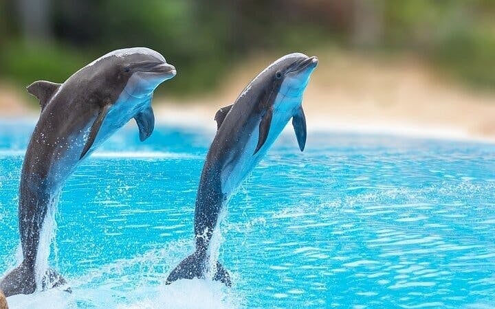 Swim with Dolphins Experience with Hotel Transfers in Sharm El Sheikh Image 2