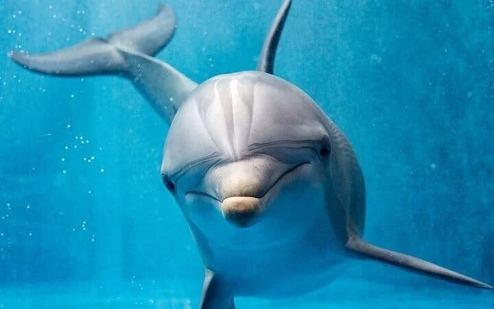 Swim with Dolphins Experience with Hotel Transfers in Sharm El Sheikh Image 3