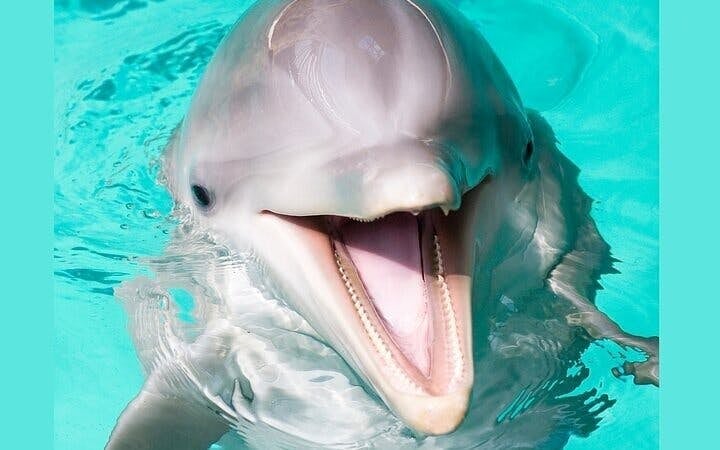 Swim with Dolphins Experience with Hotel Transfers in Sharm El Sheikh Image 4