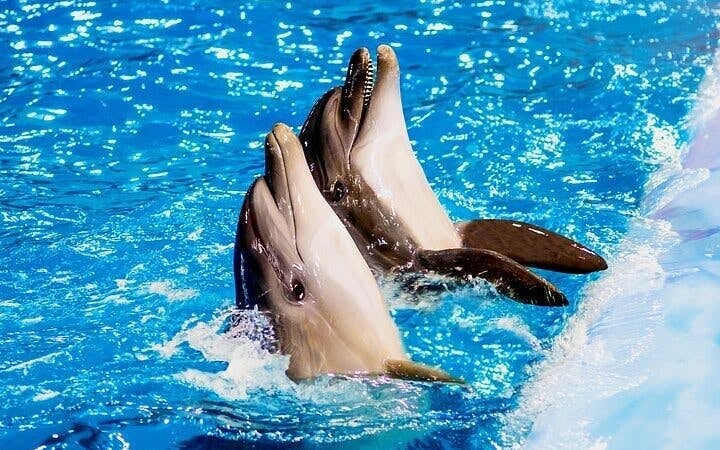 Swim with Dolphins Experience with Hotel Transfers in Sharm El Sheikh Image 5