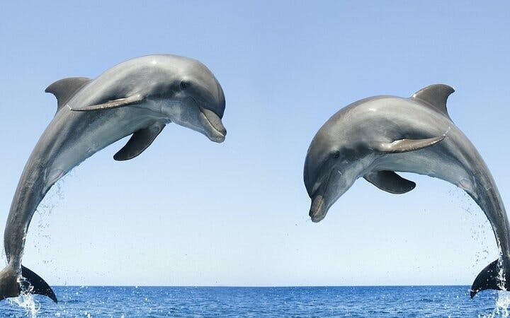 Swim with Dolphins Experience with Hotel Transfers in Sharm El Sheikh Image 6