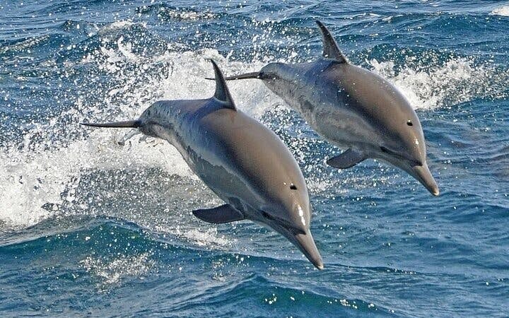Swim with Dolphins Experience with Hotel Transfers in Sharm El Sheikh Image 7