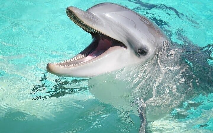 Swim with Dolphins Experience with Hotel Transfers in Sharm El Sheikh Image 8