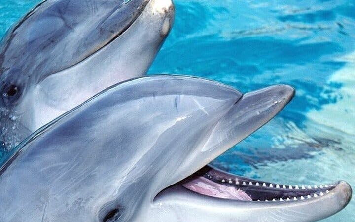 Swim with Dolphins Experience with Hotel Transfers in Sharm El Sheikh Image 9