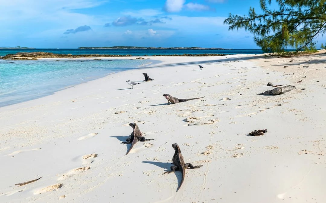 Swim with Pigs Private Boat Charter at Rose Island or Exumas Image 3