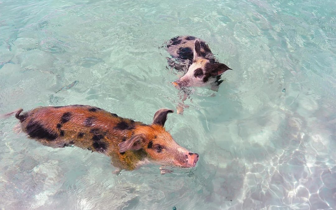 Swim with Pigs Private Boat Charter at Rose Island or Exumas Image 4
