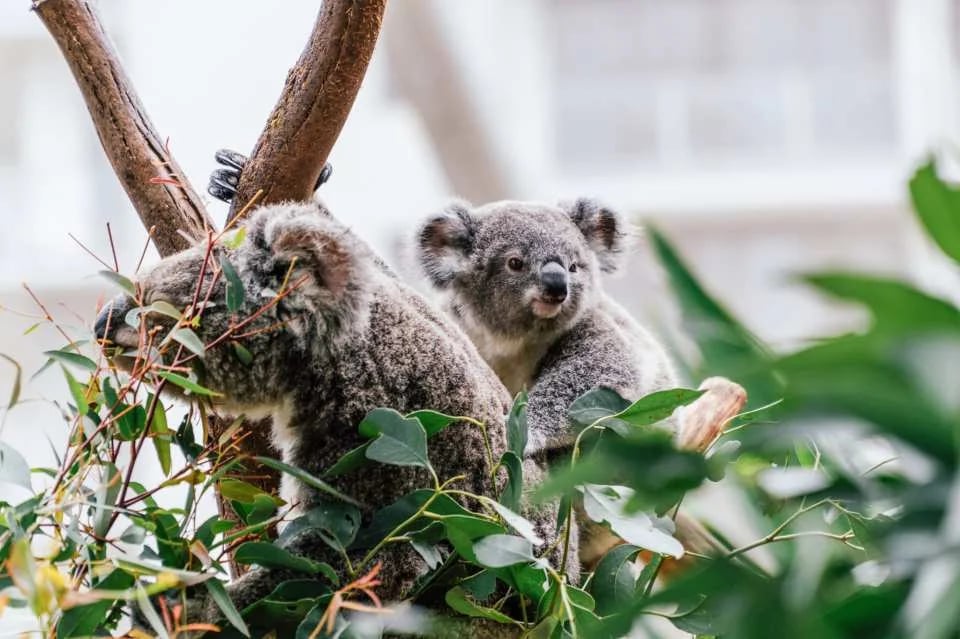 Sydney Attractions Combo Ticket｜Australia
