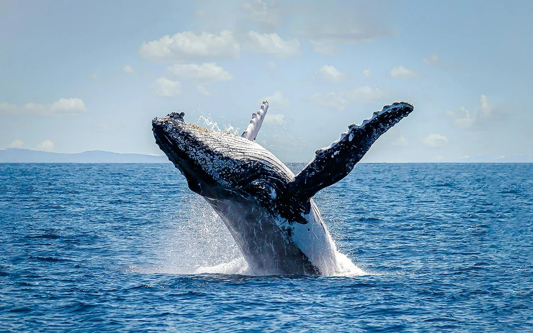 Sydney Harbour Whale Watching Cruise by Captain Cook Image 4