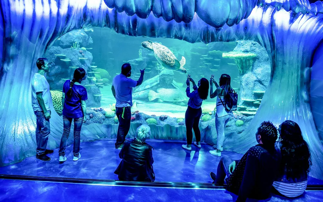 Sydney Multi-Attraction Pass Image 2