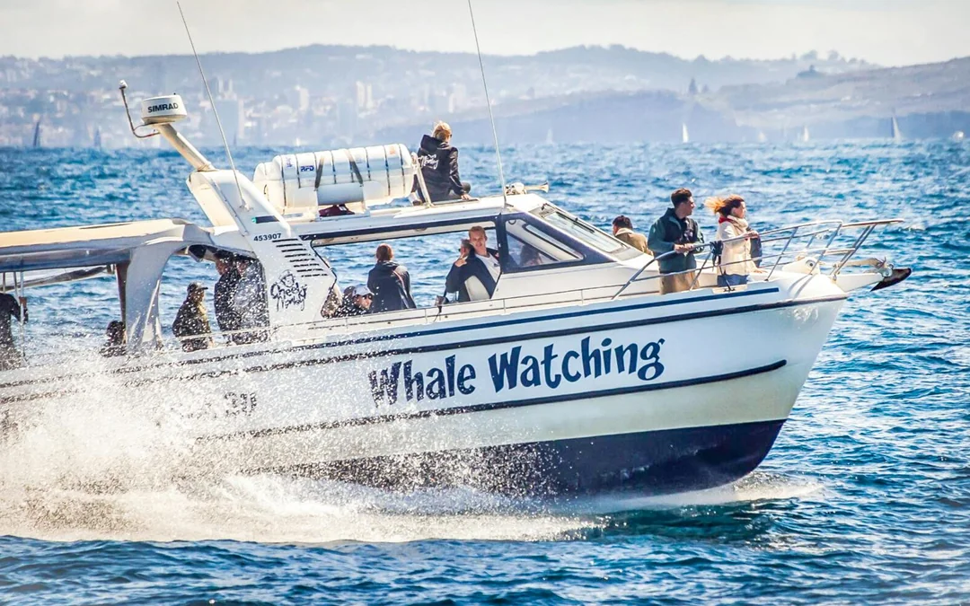Sydney Small Group Whale Watching on Custom Water-Level Viewing Boat Image 2