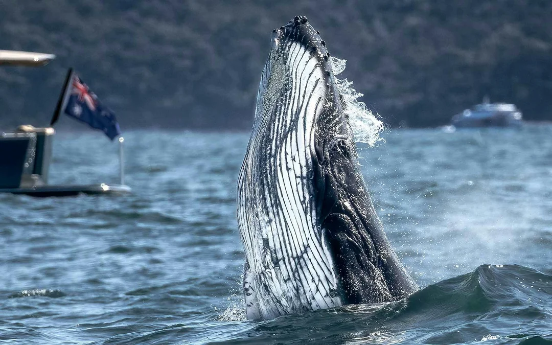 Sydney Small Group Whale Watching on Custom Water-Level Viewing Boat Image 3