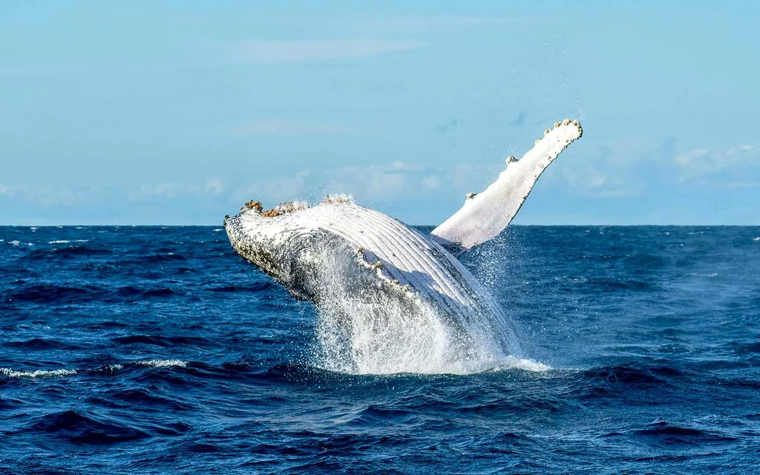 Sydney Small Group Whale Watching on Custom Water-Level Viewing Boat Image 4