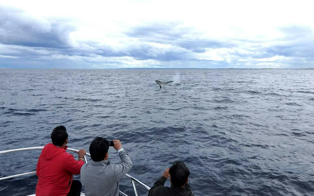 Sydney Small Group Whale Watching on Custom Water-Level Viewing Boat Image 5