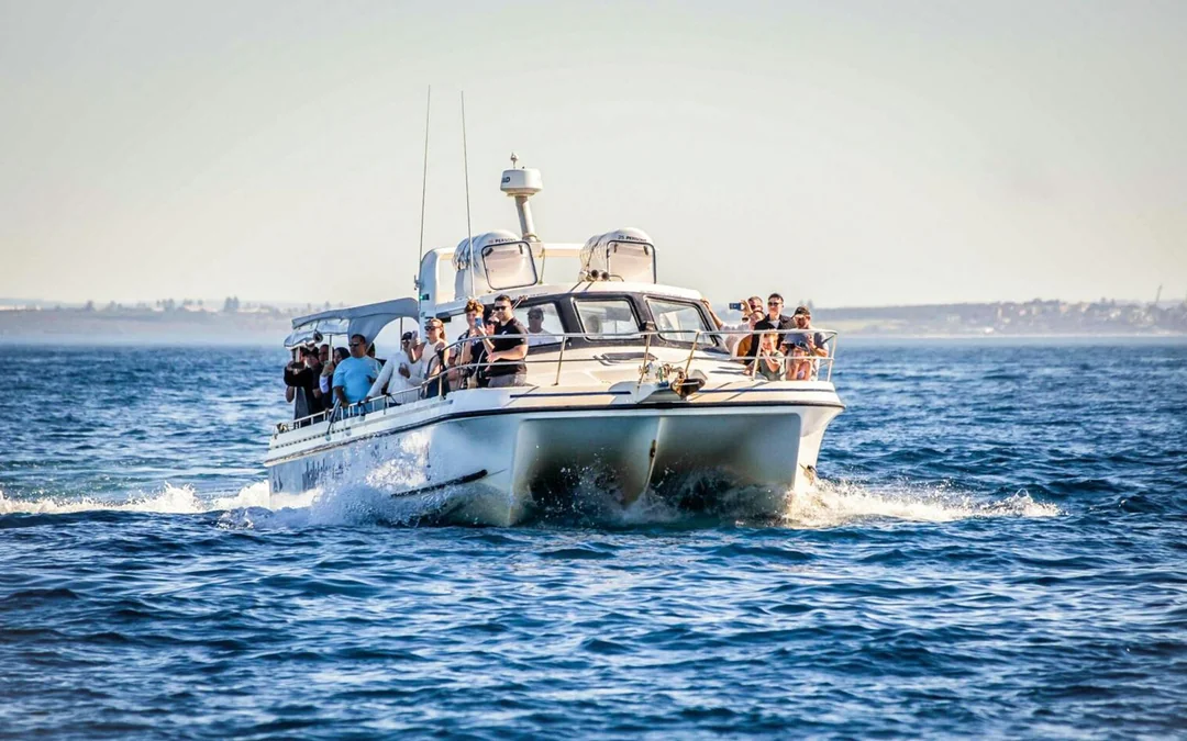 Sydney Small Group Whale Watching on Custom Water-Level Viewing Boat Image 8