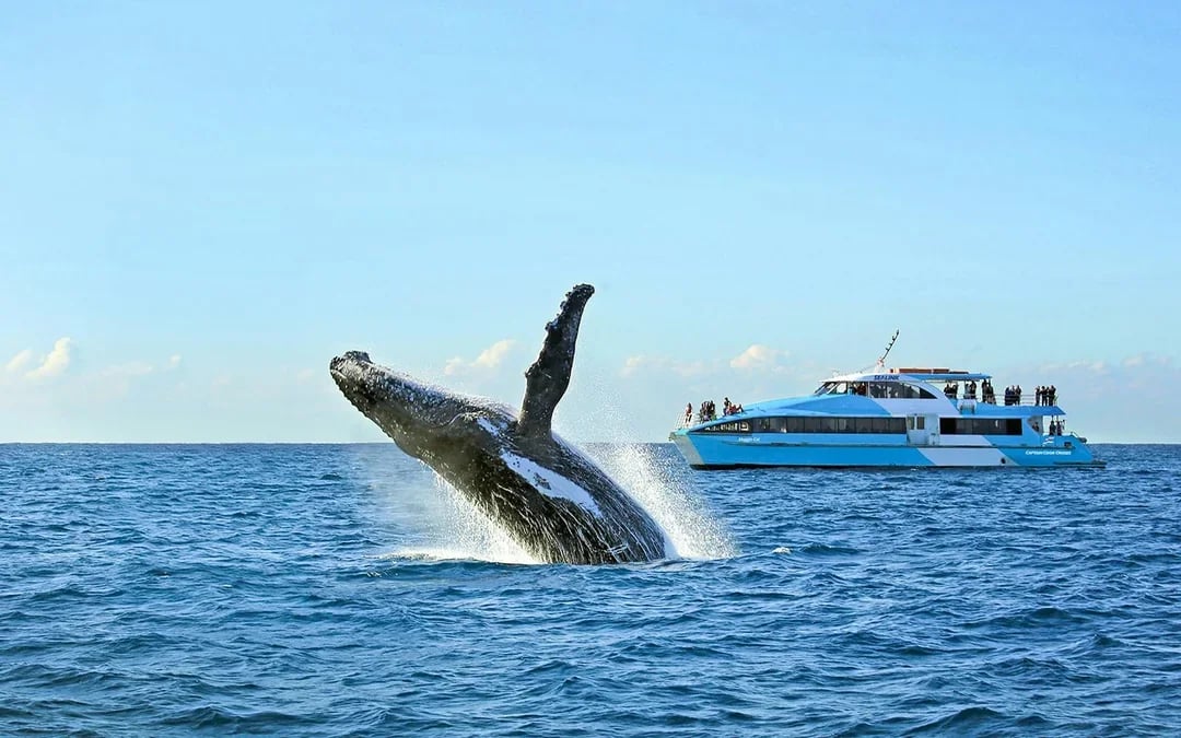 Sydney Whale Watching Cruise with 2-Day Hop-On Hop-Off Ferry Pass Image 1