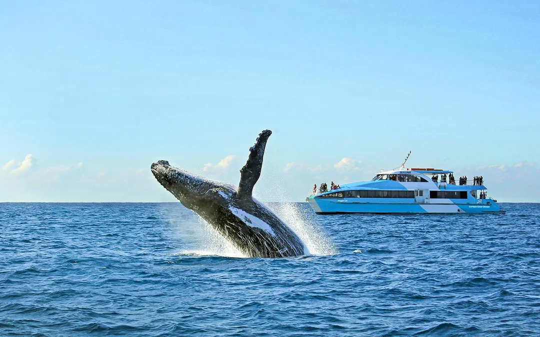 Sydney Whale Watching Cruise with 2-Day Hop-On Hop-Off Ferry Pass Image 1