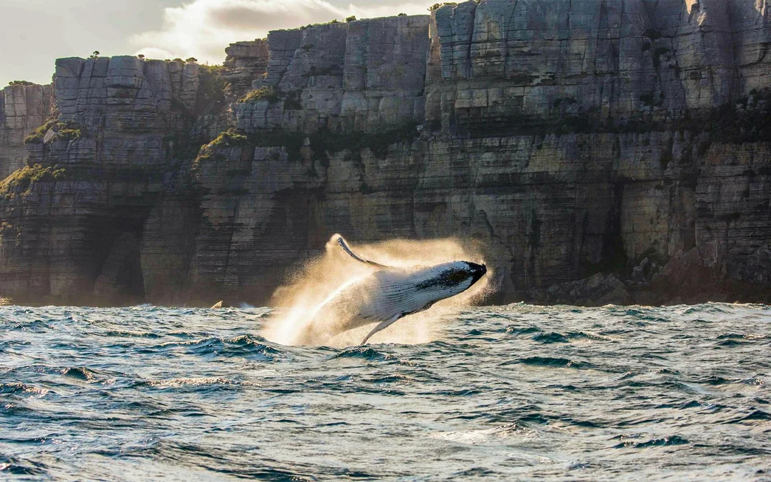 Sydney Whale Watching Cruise with 2-Day Hop-On Hop-Off Ferry Pass Image 5