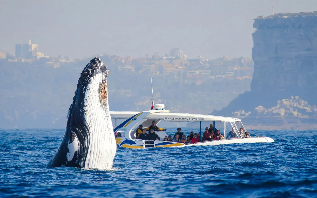 Sydney Whale Watching Cruise with 3 Viewing Decks by Fantasea Image 3