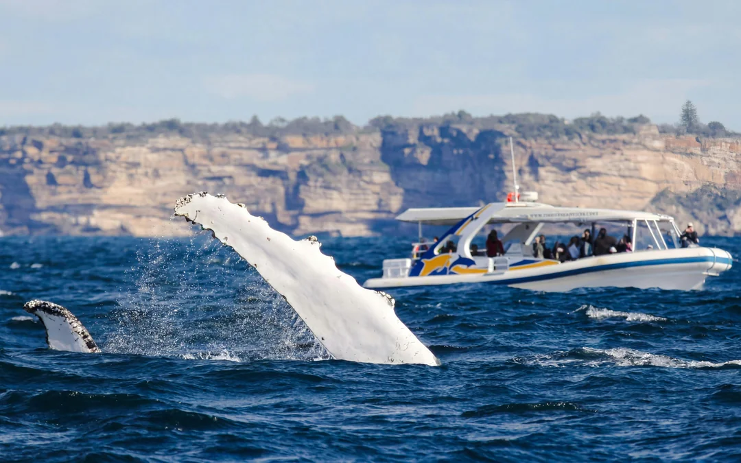 Sydney Whale Watching Cruise with 3 Viewing Decks by Fantasea Image 4