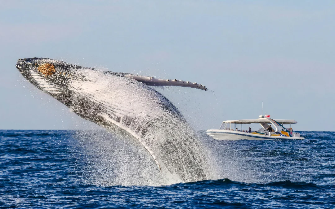 Sydney Whale Watching Cruise with 3 Viewing Decks by Fantasea Image 5