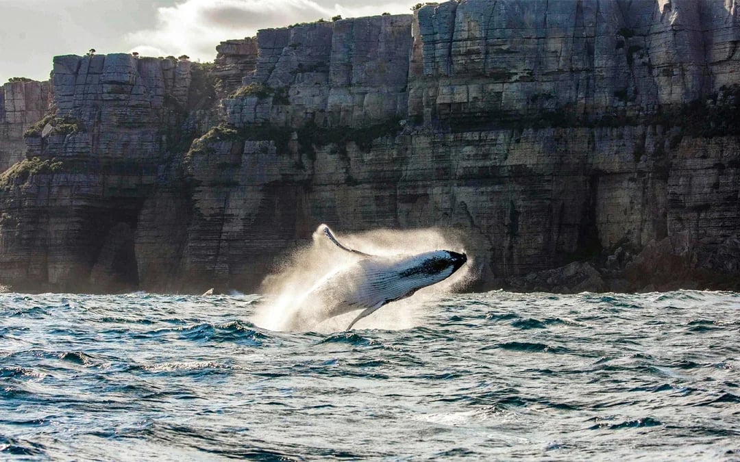 Sydney Whale Watching Cruise with Brekkie/ BBQ Lunch Image 1