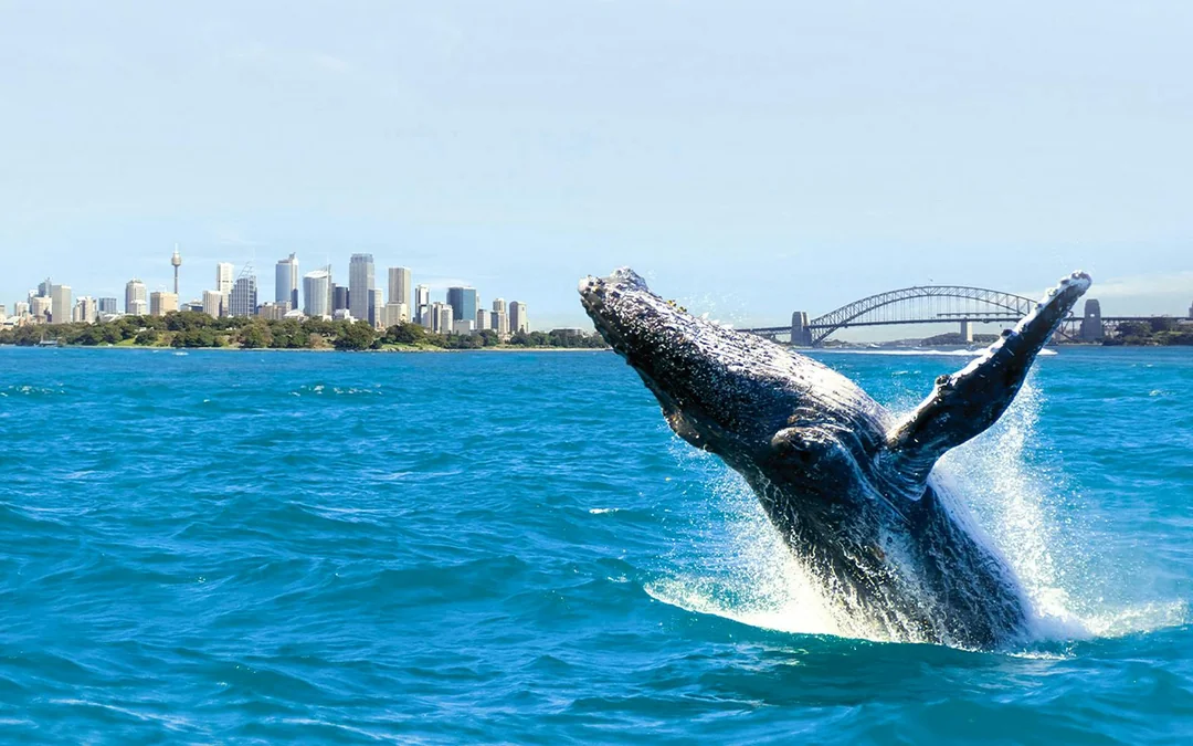 Sydney Whale Watching Cruise with Brekkie/ BBQ Lunch Image 4