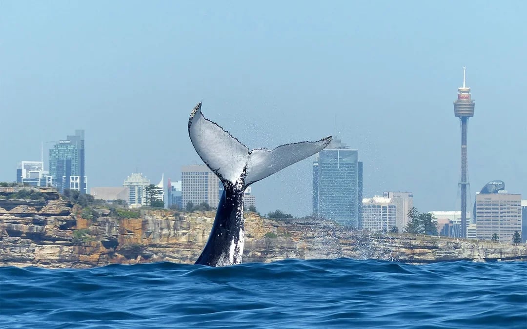Sydney Whale Watching Cruise with Brekkie/ BBQ Lunch Image 5