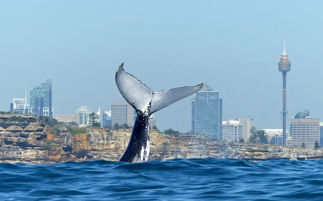 Sydney Whale Watching Cruise with Brekkie/ BBQ Lunch Image 5
