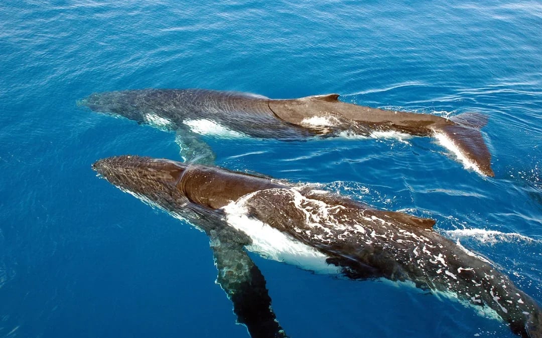 Sydney Whale Watching Cruise with Brekkie/ BBQ Lunch Image 7